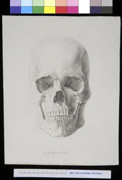 Skull of a Sri Lanka man or woman, frontal view