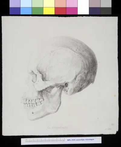 Skull of a Sri Lanka man or woman, lateral view