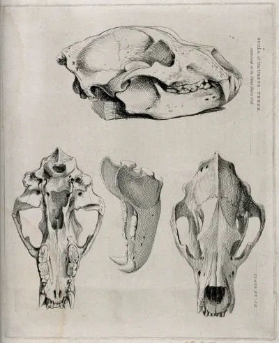 Skull of a three-year-old brown bear: four figures, showing the skull and jaw-bones