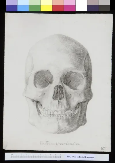 Skull of a woman from Greenland, frontal view
