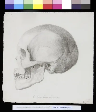 Skull of a woman from Greenland, lateral view
