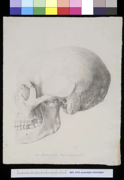 Skull of an American, lateral view