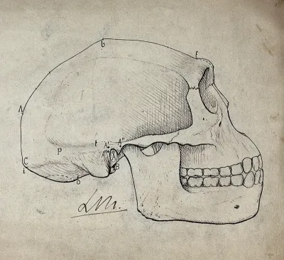 Skull (of an ape ?): side-view