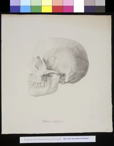 Skull of an Egyptian mummy, lateral view