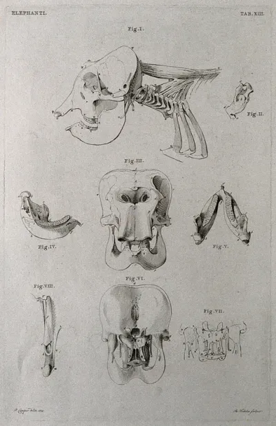 Skull of an elephant: eight figures showing the skull and jawbone