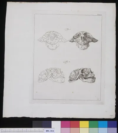 Skull of unidentified animal