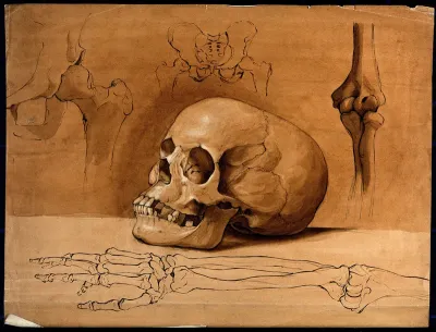 Skull, pelvic bones and bones of the arm
