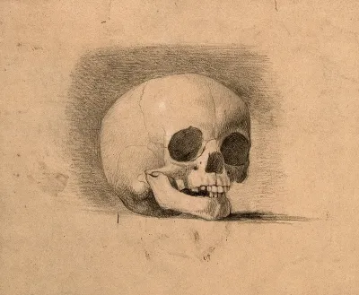 Skull. Pencil and chalk drawing by C. Landseer(?), or a contemporary, ca. 1815