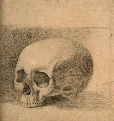 Skull. Pencil drawing by C. Landseer(?), or a contemporary, ca. 1815