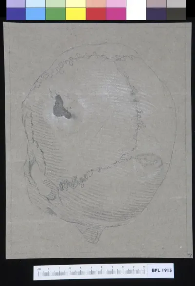 Skull, seen from above