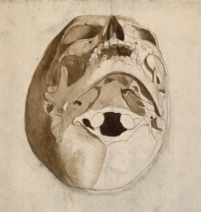 Skull seen from below