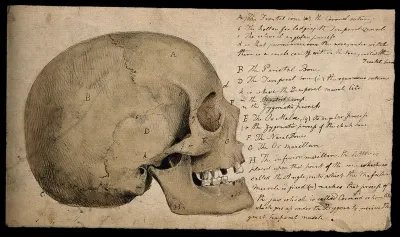 Skull: side view
