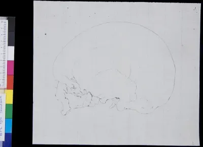 Skull, side view (legend)