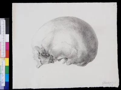 Skull, side view