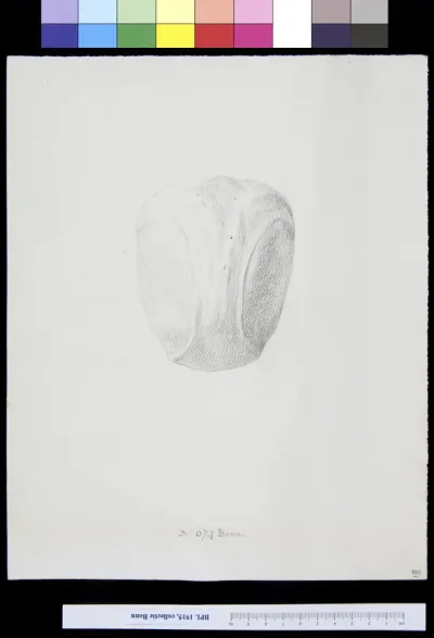 Skull, view from above