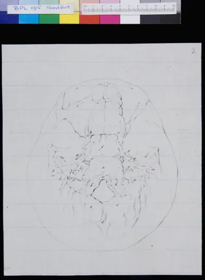 Skull, view from below (legend)