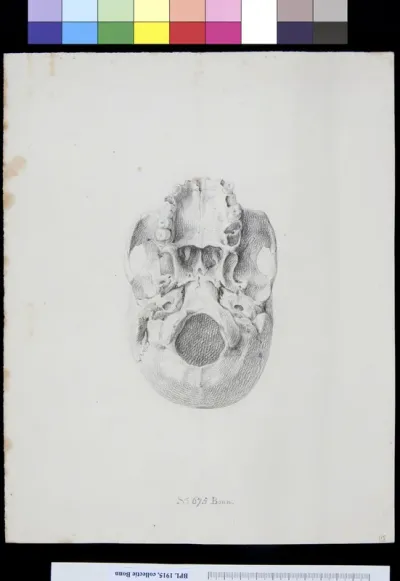 Skull, view from below