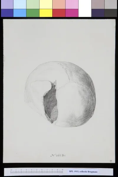 Skull with a large hole, view from behind