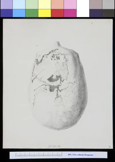Skull with several holes, lateral view