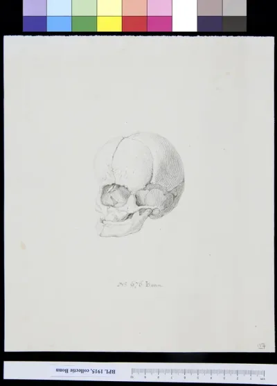 Skull with single orbit or eye cavity