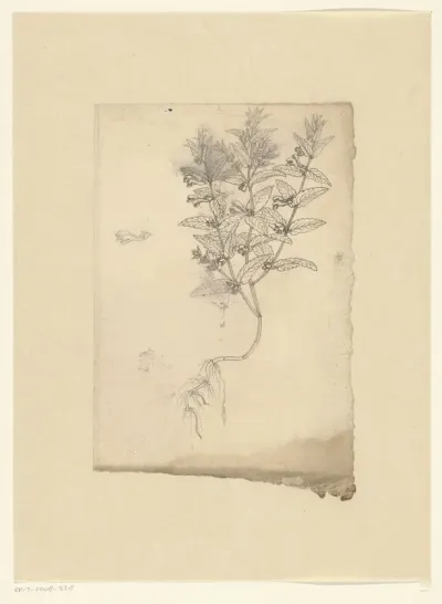 Skullcaps (Scutellaria)