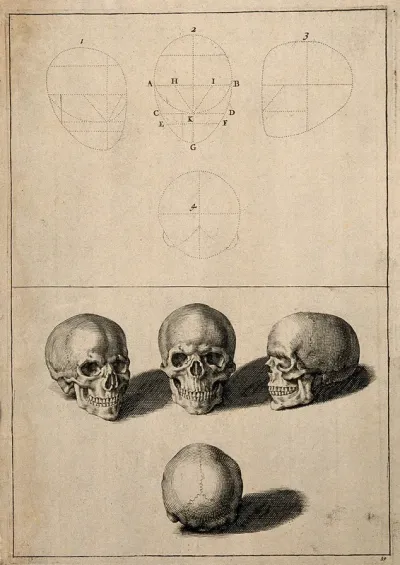 Skulls: above, diagrams demonstrating the proportions of the human skull; below, four views of the skull