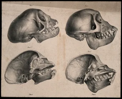 Skulls of male and female Capuchin monkeys, with vertical sections
