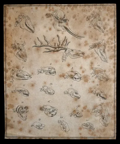 Skulls of twenty-one animals