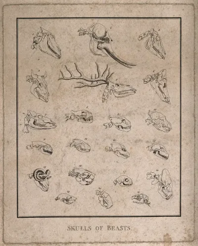 Skulls of various species of animal: 21 figures, including the skulls of a stag, an elephant, a cow, and a horse