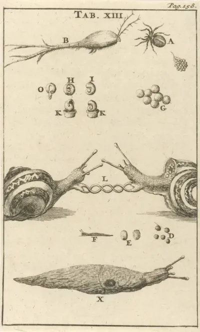 Slakken XIII