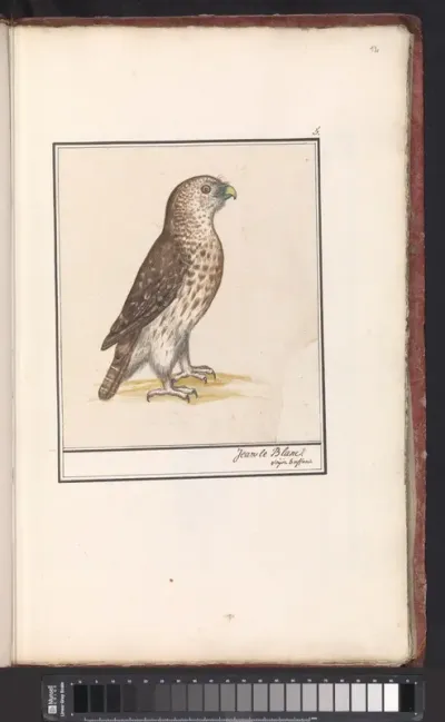 Slangenarend (Circaetus gallicus)