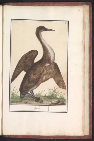 Slangenhalsvogel (Anhinga)