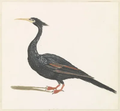 Slangenhalsvogel