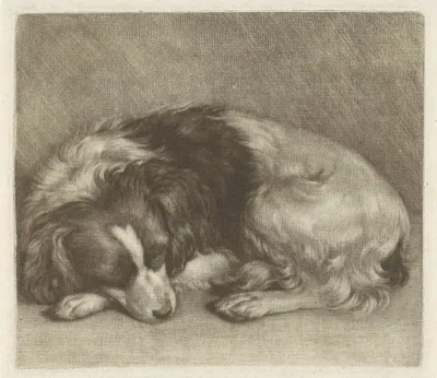 Slapende hond, mogelijk een spaniël