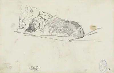 Slapende kat