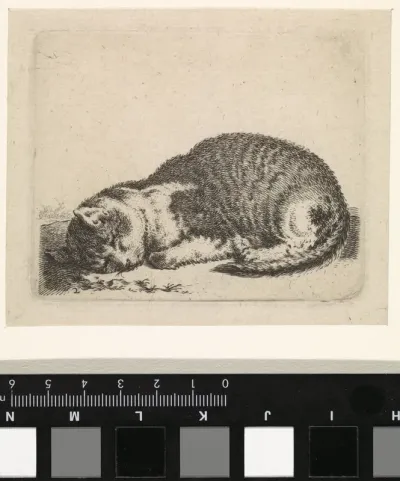 Slapende poes