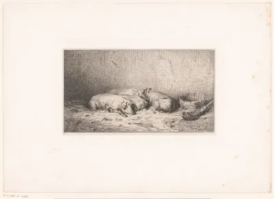 Slapende varkens in een stal