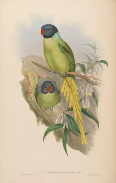 Slaty-headed Parrakeet
