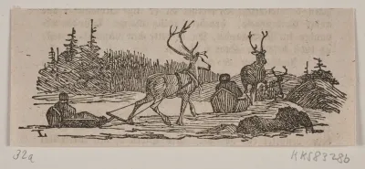 Slædekørsel med rensdyr