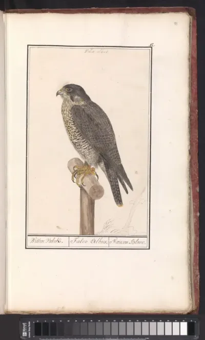 Slechtvalk (Falco peregrinus)
