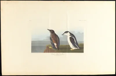 Slender billed Guillemot
