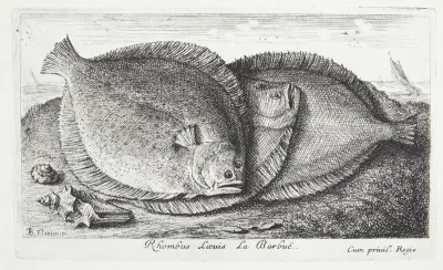 Slethvarre (Rhombus Laeuis)