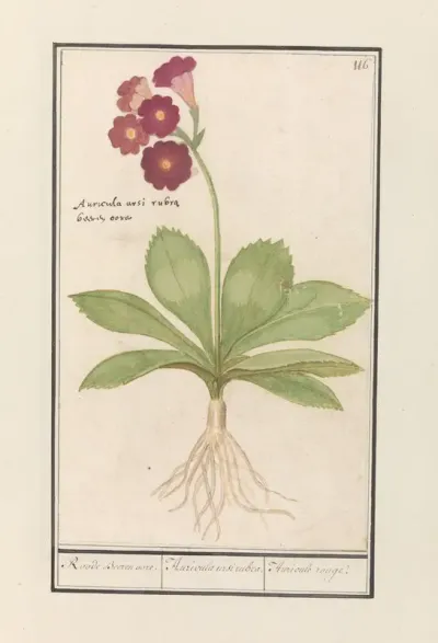 Sleutelbloem (Primula)