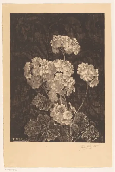 Sleutelbloem