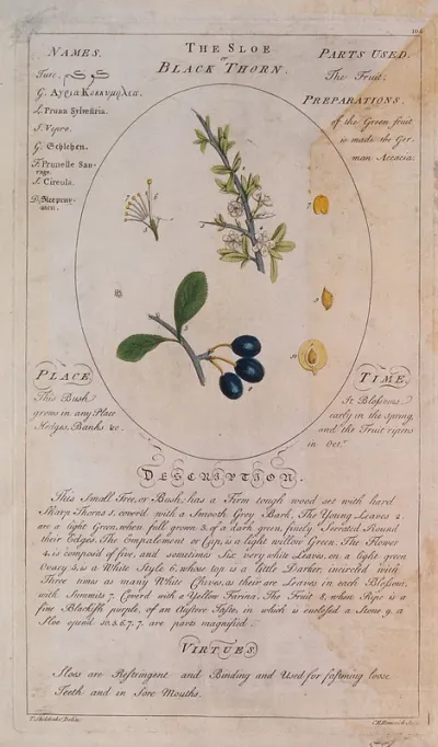 Sloe or blackthorn (Prunus spinosa L.): flowering stem with separate fruit and segments of flower and fruit, also a description of the plant and its uses