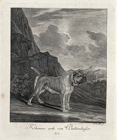Small bulldog standing in front of a large rock