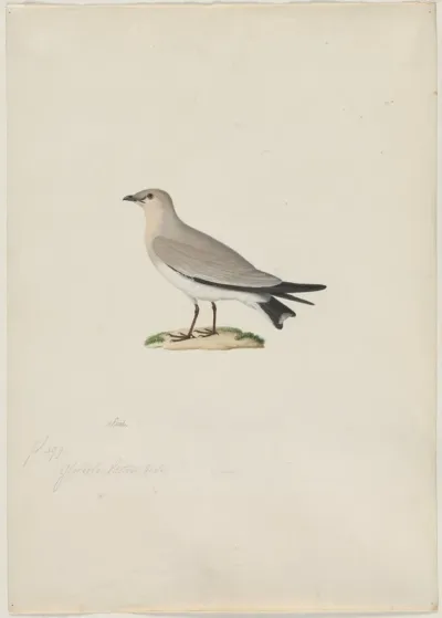 Small Pratincole (Glareola lactea)