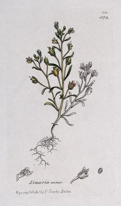 Small toadflax (Chaenorhinum minus): flowering plant and floral segments