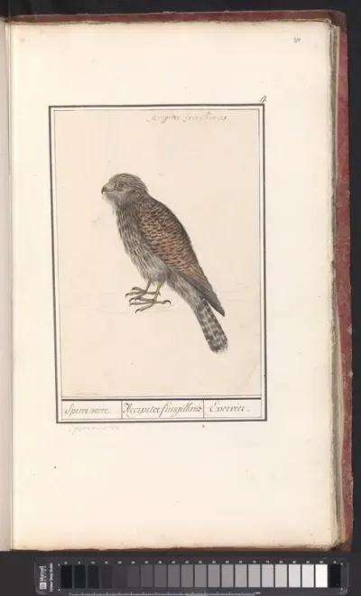 Smelleken (Falco columbarius) (?)