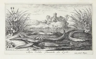 Smerlingen (Apua Cobitus fluuiatilis)